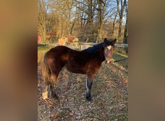 Noriker, Stallion, 1 year, Black