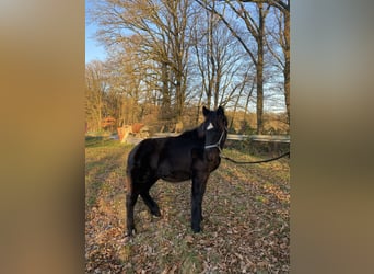 Noriker, Stallion, 1 year, Black