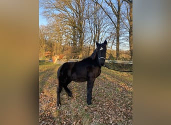 Noriker, Stallion, 1 year, Black