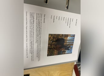 Noriker, Stallion, 1 year, Black