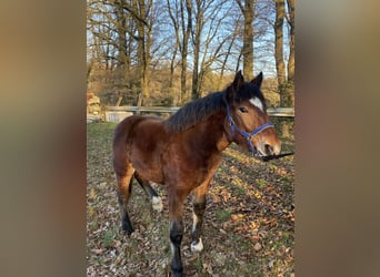 Noriker, Stallion, 1 year, Black