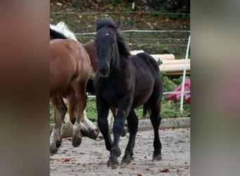 Noriker, Stallion, 1 year, Black