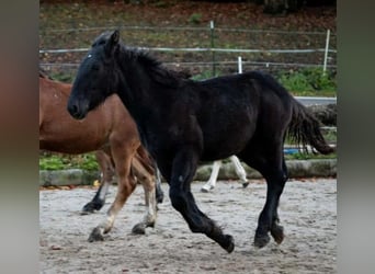 Noriker, Stallion, 1 year, Black