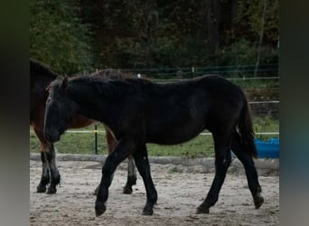 Noriker, Stallion, 1 year, Black
