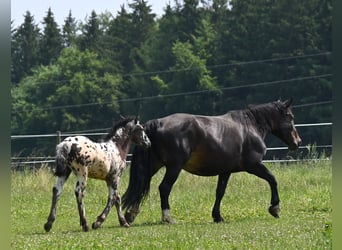 Noriker, Stallion, 1 year