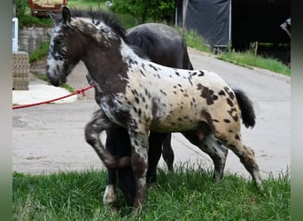 Noriker, Stallion, 1 year