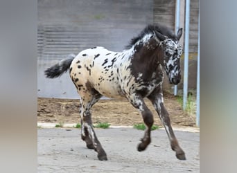Noriker, Stallion, 1 year