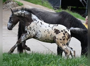 Noriker, Stallion, 1 year