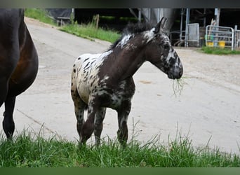 Noriker, Stallion, 1 year