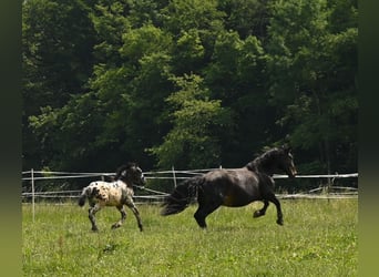 Noriker, Stallion, 1 year