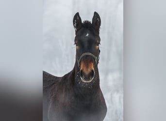 Noriker, Stallion, 1 year, Brown