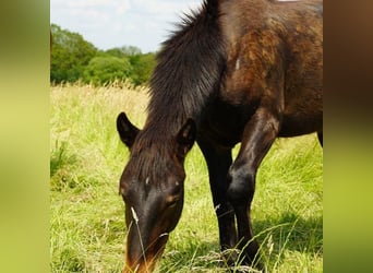 Noriker, Stallion, 1 year, Brown
