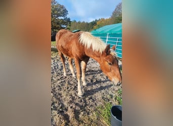 Noriker, Stallion, 1 year, Chestnut-Red