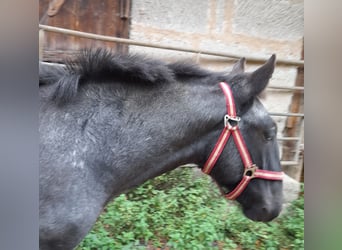 Noriker, Stallion, 1 year, Gray-Blue-Tan