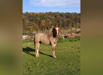 Noriker, Stallion, 1 year