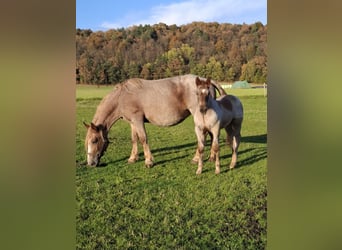 Noriker, Stallion, 1 year