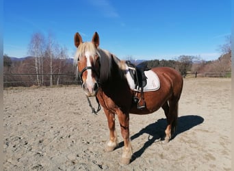 Noriker, Stallion, 20 years, 15.1 hh