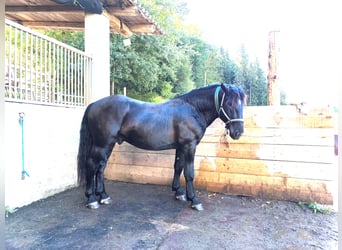 Noriker, Stallion, 2 years, 15.2 hh, Black