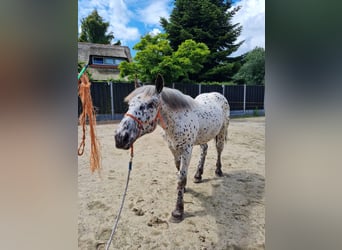 Noriker, Stallion, 2 years, 15,2 hh, Pinto