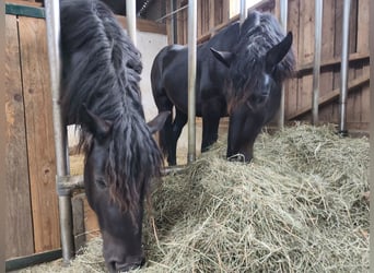 Noriker, Stallion, 2 years, 15.2 hh, Smoky-Black
