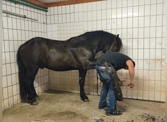 Noriker, Stallion, 2 years, 15.2 hh, Smoky-Black