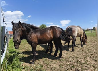 Noriker, Stallion, 2 years, 15.2 hh, Smoky-Black