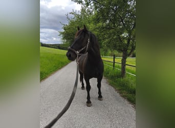 Noriker, Stallion, 2 years, 15.2 hh, Smoky-Black