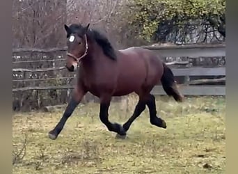 Noriker, Stallion, 2 years, 15,2 hh, Brown