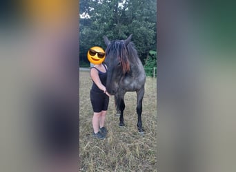 Noriker, Stallion, 2 years, 15,2 hh, Grey-Blue-Tan