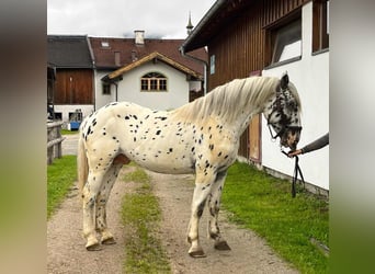 Noriker, Stallion, 2 years, 15,2 hh, Leopard-Piebald