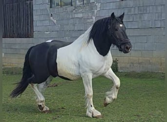 Noriker, Stallion, 2 years, 16 hh, Pinto