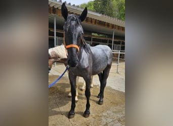 Noriker, Stallion, 2 years, 17 hh