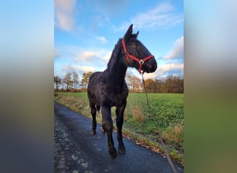 Noriker, Stallion, 2 years, Black