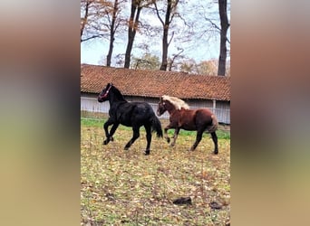 Noriker, Stallion, 2 years, Black