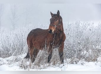 Noriker, Stallion, 2 years, Brown