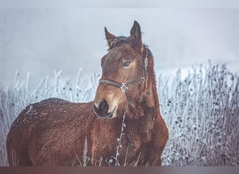 Noriker, Stallion, 2 years, Brown