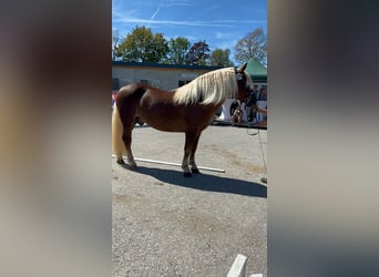 Noriker, Stallion, 2 years, Chestnut