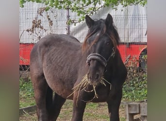 Noriker, Stallion, 2 years