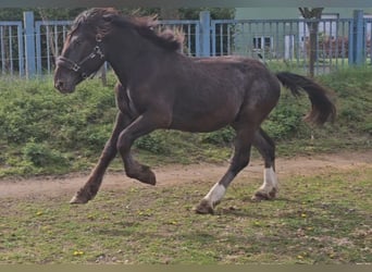 Noriker, Stallion, 2 years