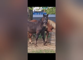 Noriker, Stallion, 2 years