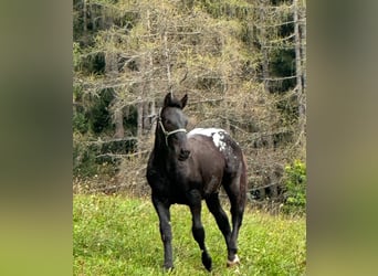 Noriker, Stallion, 2 years, Leopard-Piebald