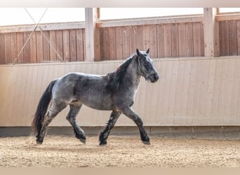 Noriker, Stallion, 3 years, 14.3 hh