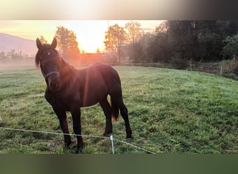 Noriker, Stallion, 3 years, 15,2 hh, Black