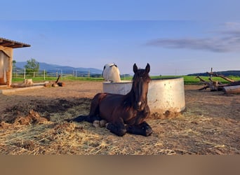 Noriker, Stallion, 3 years, 15.2 hh, Black