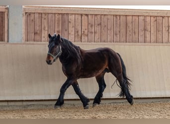 Noriker, Stallion, 3 years, 15.2 hh, Brown
