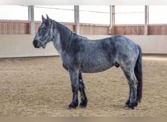 Noriker, Stallion, 3 years, 15.2 hh