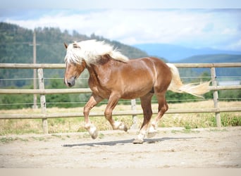Noriker, Stallion, 4 years, 15.2 hh, Chestnut-Red