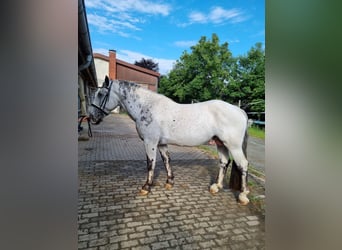 Noriker, Stallion, 4 years, 15,2 hh, Leopard-Piebald