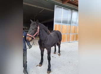 Noriker, Stallion, 4 years