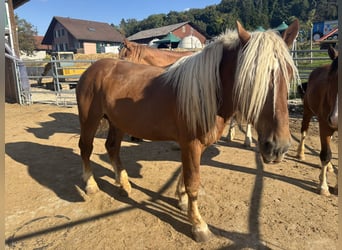 Noriker, Stallion, 5 years, Chestnut-Red